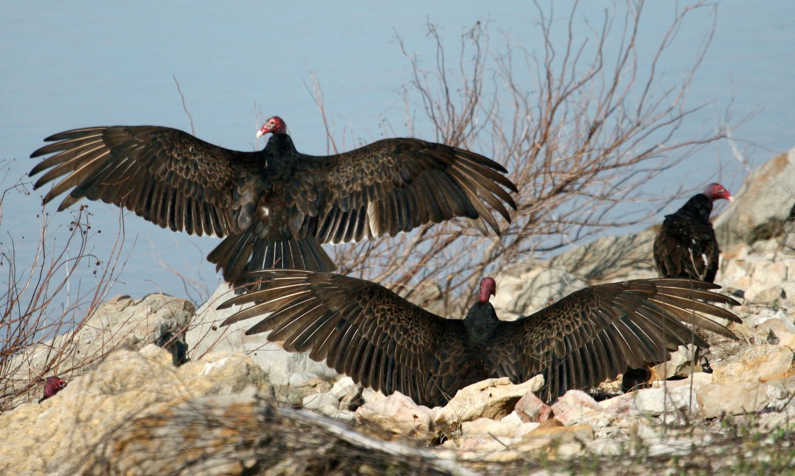 [TurkeyVulturesSunBathing.jpg]