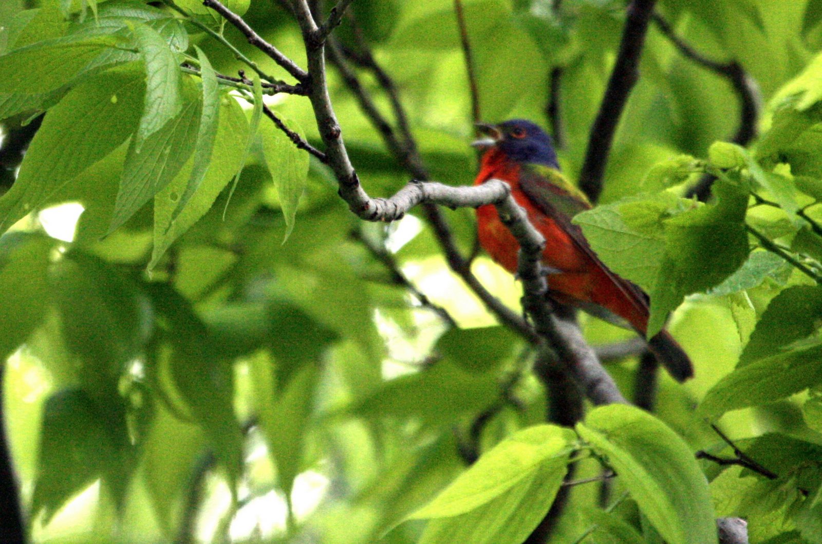 [paintedbunting.jpg]