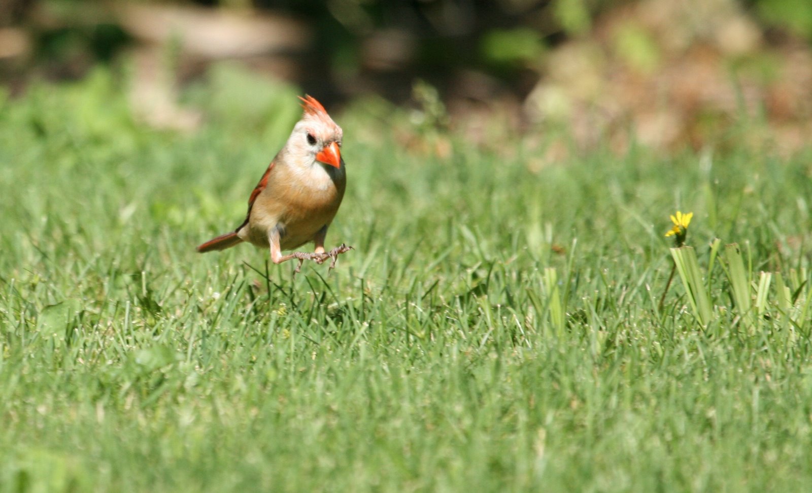 [whiteheadedcardinalhopping2.jpg]