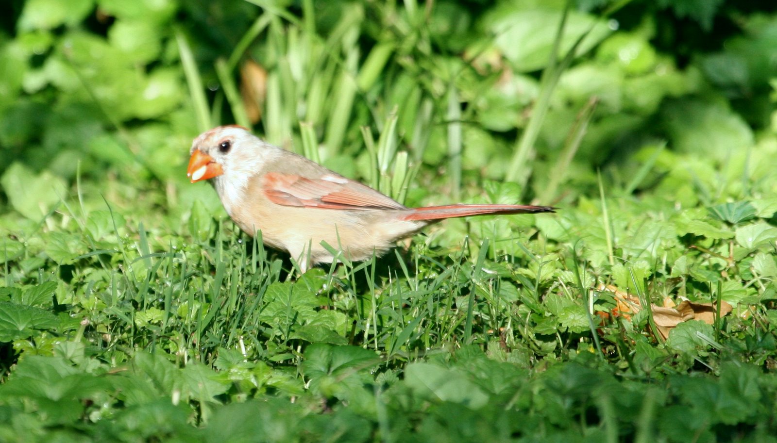 [whiteheadedcardinal.jpg]