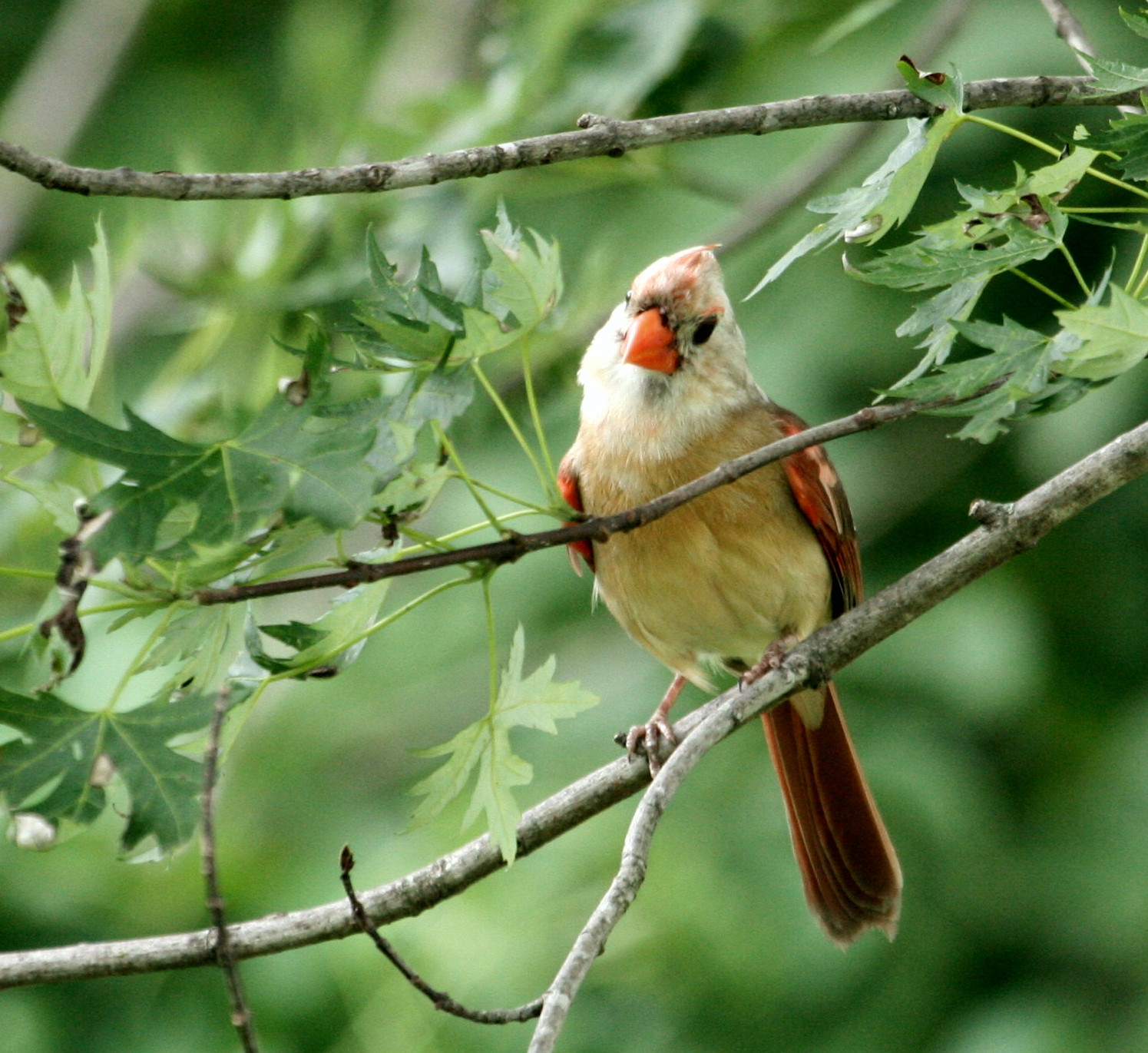 [whiteheadedcardinal2_June19_09.jpg]