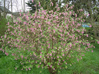 Garden Notes From Leaning Oaks A Really Good Red Flowering