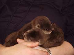 Asian Short Clawed Cubs