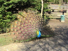 Peacock