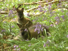 Wallaby and Joey