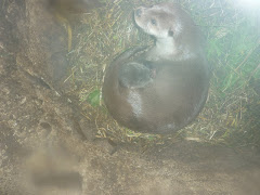 Harriet and her new cub