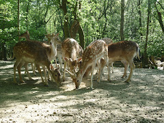 Fallow Deer