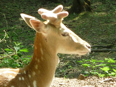 Fallow Deer buck
