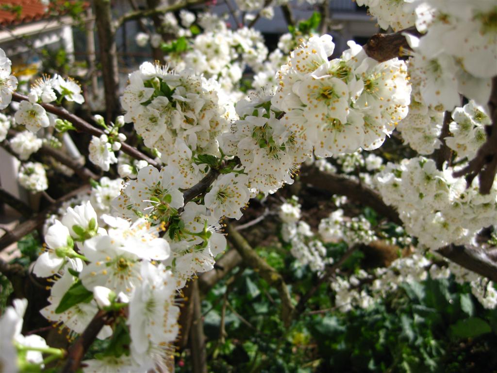 [Imagem+032+(Large).jpg]