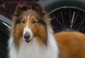 [8.lassie_l.jpg]