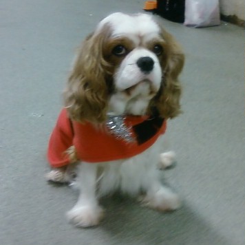 [Foto0311A-756463.jpg]