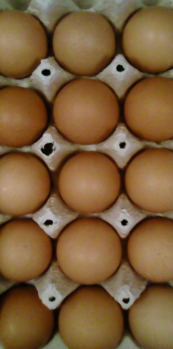 [Foto0485A-713963.jpg]