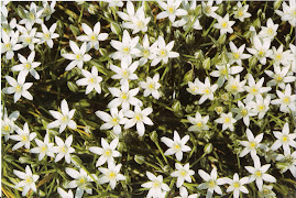 Star of Bethlehem - Florais de Bach