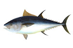pescado azul