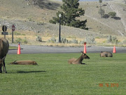 Yellowstone Park (yellowstone )