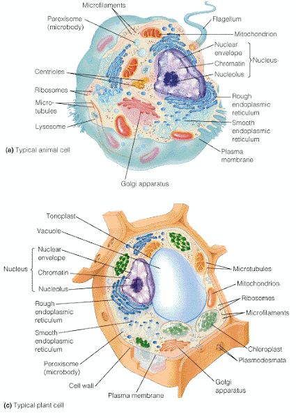 Compración entre celula animal (arriba) y vegetal (abajo).