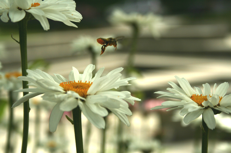 [bee+over+daisies+small.jpg]