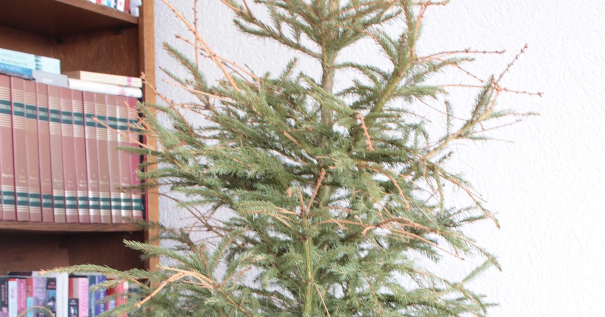 Bettina's leven in beeld Kerstboom eruit, kamerplant erin.....