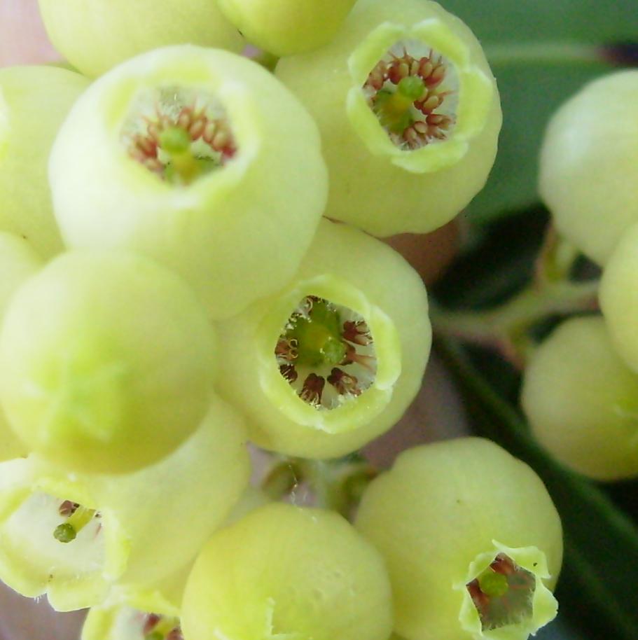 [KOCAYEMÄ°ÅžCÄ°.JPG]