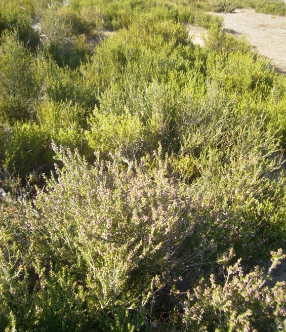 [30agustos200901.JPG]