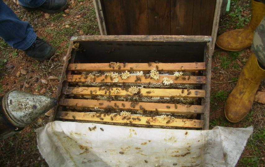 [blokekovanlar03.JPG]