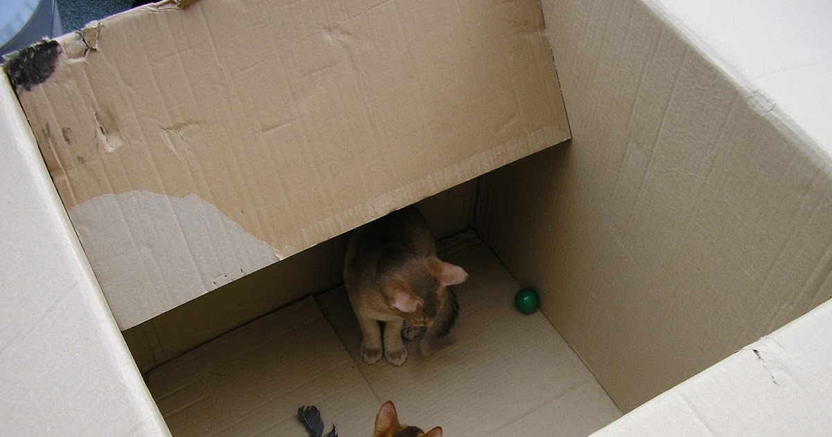 Four Abyssinian Cats: Kitten Play Pen Recipe