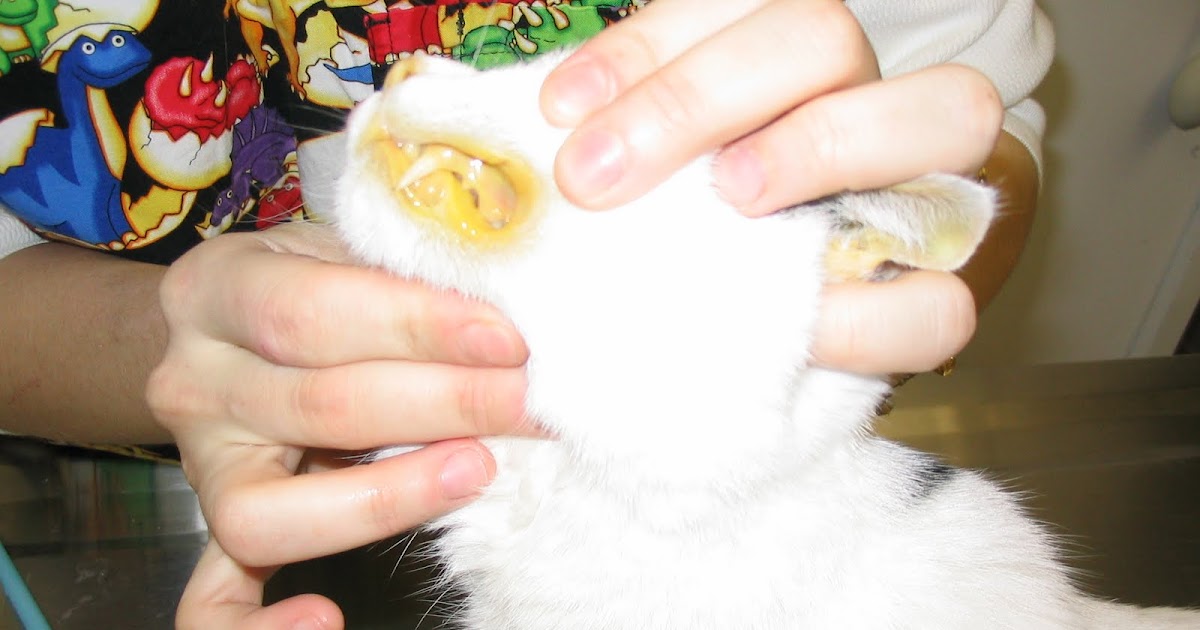 Jaundice when your furry fellow turns bright yellow.