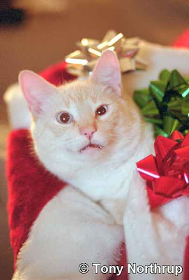 Cute Christmas cat kitten hot photo
