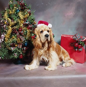 Cute dog in Santa wear hot image
