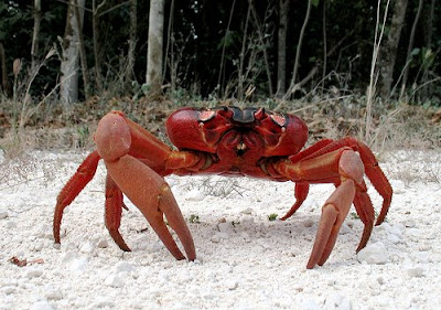 huge and big red crab in christmas islands free download pictures of indian ocean beach wallpapers and pics of beach red crabs hot cool photos