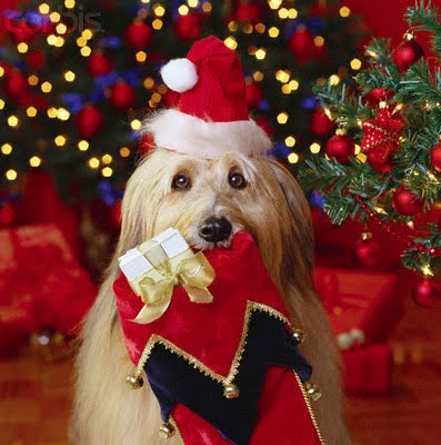 [christmas_dog_holding_stocking.jpg]