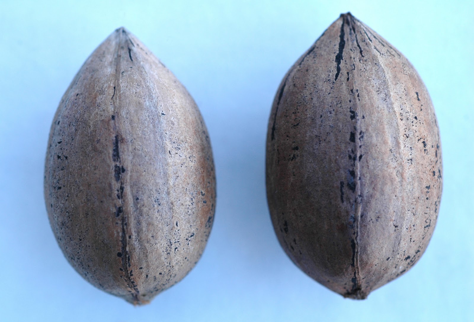 Northern Pecans Potential New Cultivar?