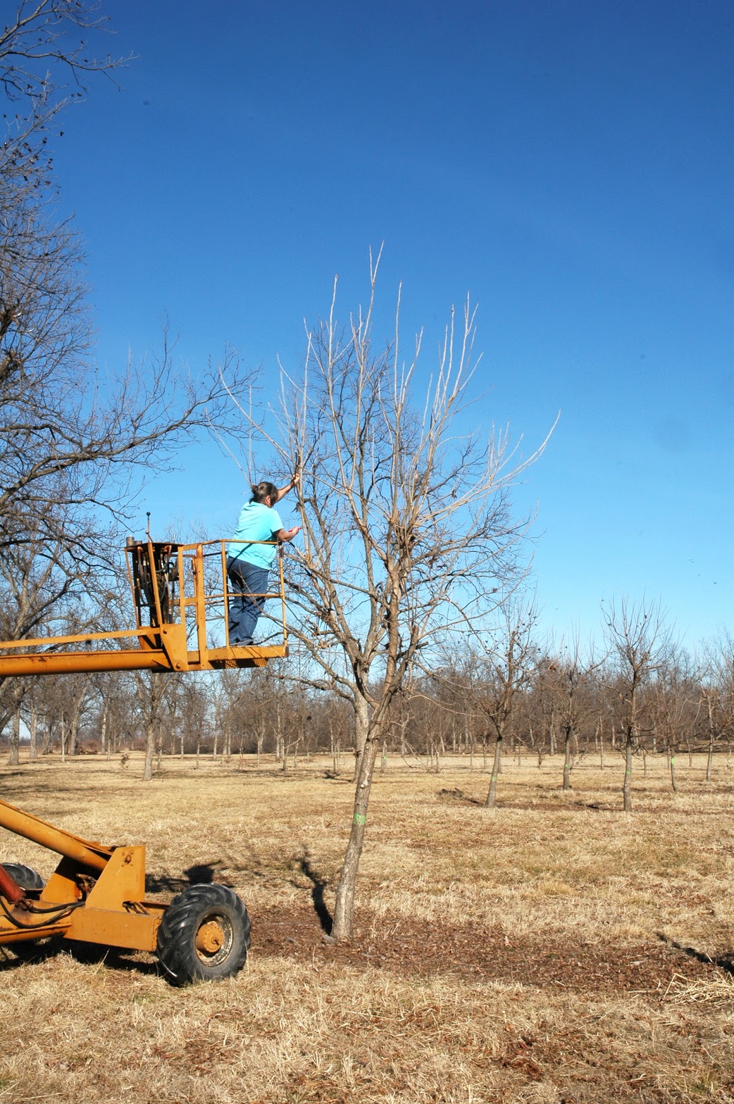 Northern Pecans Cutting scions