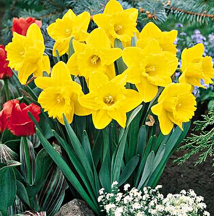 Poems On Daffodils