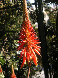 dejta spanska kvinnor