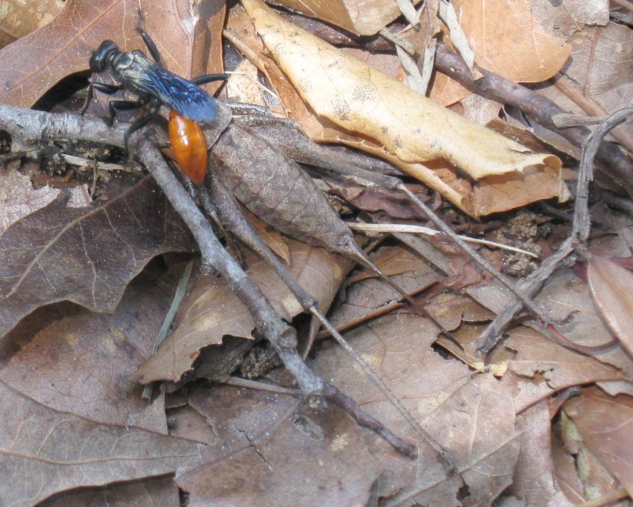[wasp-attack1.JPG]