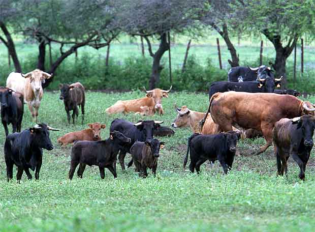 GANADERIAS TOROS ganaderias toros: