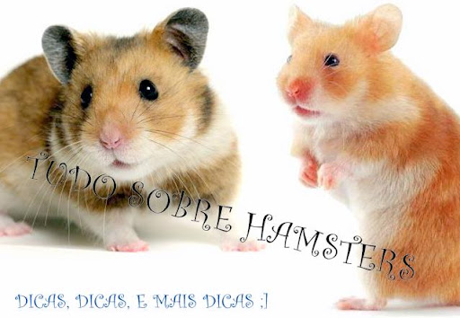 Tudo Sobre Hamsters ;]]