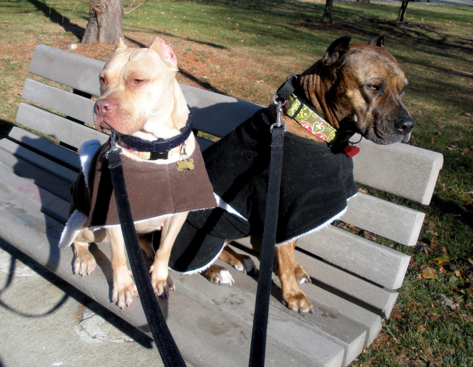 T2 My Life with Pit Bulls It's officially winter coat season!