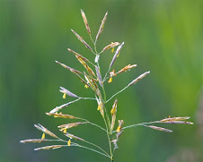 Bromegrass