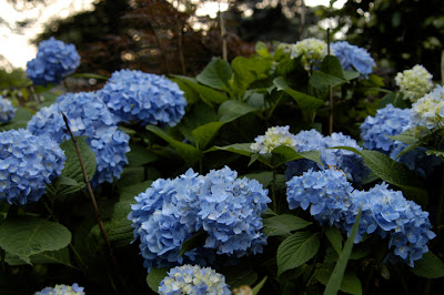 Lisa Bonassin S Garden Nikko Blue Hydrangeas May 12 2018