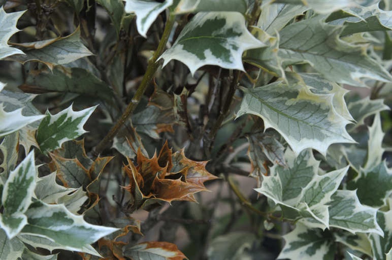 Variegated Boxwood Bonsai Nut