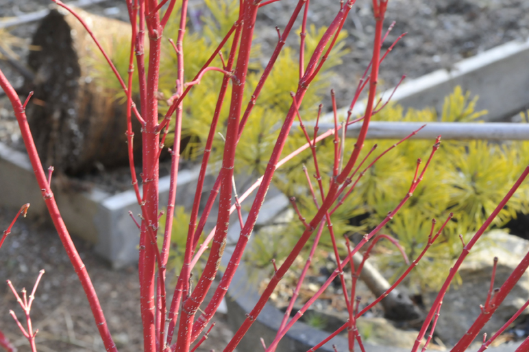 How To Keep Hydrangeas Alive Honey We Re Home