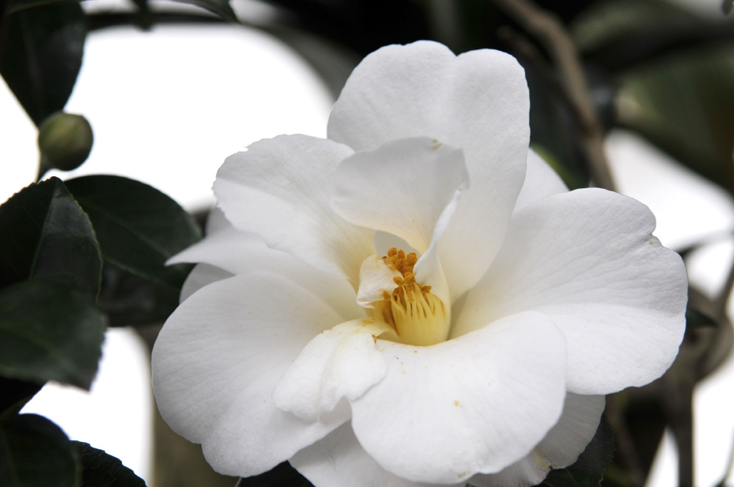 Cold Hardy Gardenias For Zone 7