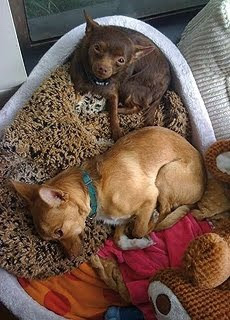 Demi Moore Chihuahua Demi Moore Chihuahua