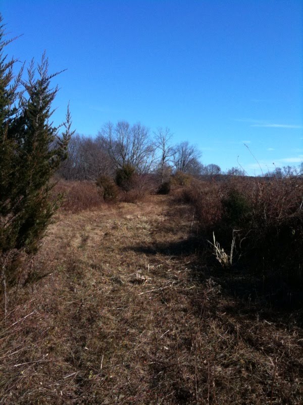 Brush Hog clears the brambles