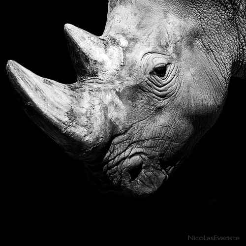 LA SANDUNGA: ANIMALES EN BLANCO Y NEGRO