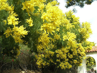http://3.bp.blogspot.com/_pXVhV_ESK8Q/Skbabw4fEKI/AAAAAAAAC5w/UCW8vBYizCE/s320/-Acacia-decurrens-catalinaWrigley+Botanical+Garden+California+USA.jpg