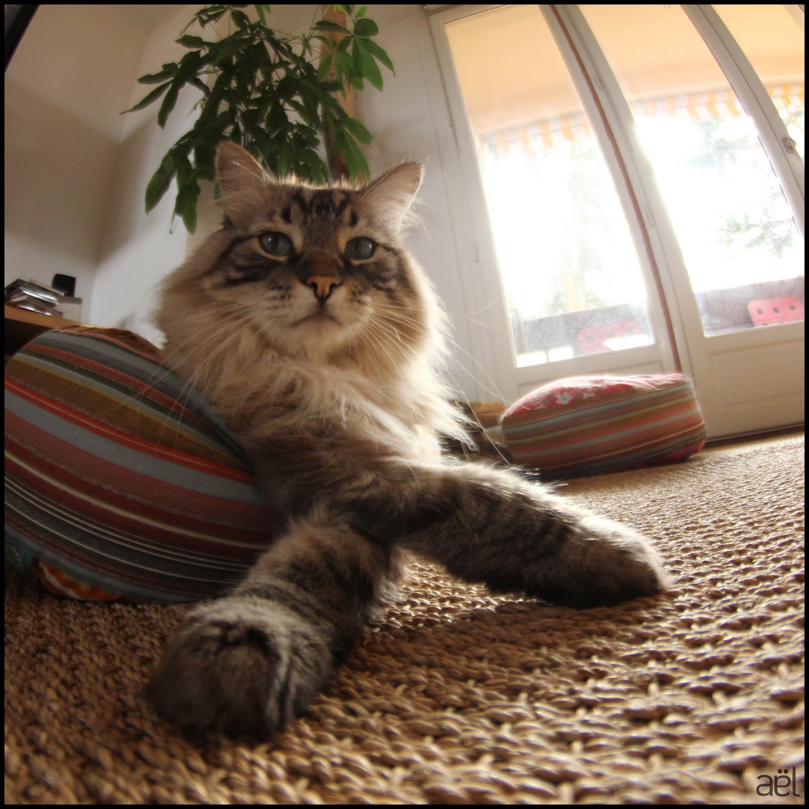 Résultat de recherche d'images pour "je croise les pattes"