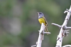 MacGillivray's Warbler